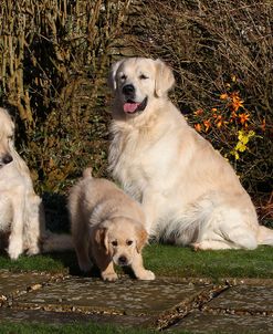 CQ2R9785Retriever – Golden