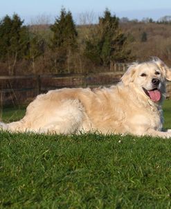 CQ2R9631Retriever – Golden