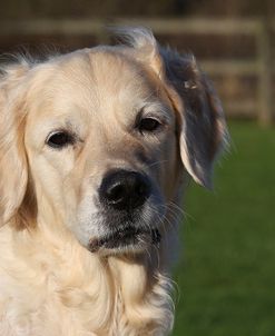 CQ2R9655Retriever – Golden