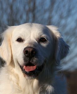 CQ2R9674Retriever – Golden