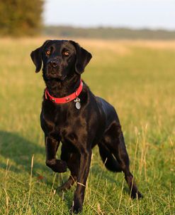 CQ2R1552ARetriever – Black Labrador