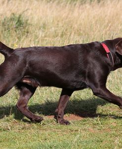 CQ2R1648Retriever – Chocolate Labrador