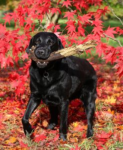 CQ2R1650Retriever – Black Labrador