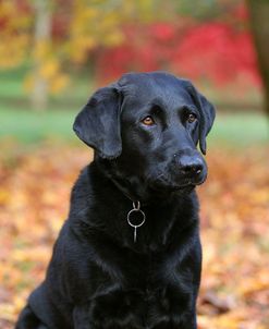 CQ2R1689Retriever – Black Labrador