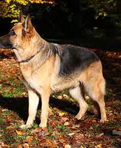 CQ2R1869Shepherd – German