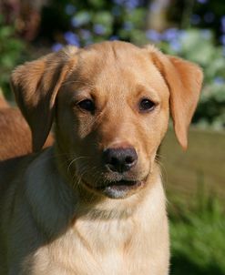 XR9C1258Retriever – Yellow Labrador