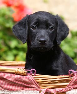 CQ2R1480Retriever – Black Labrador