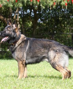 CQ2R1518AShepherd – German