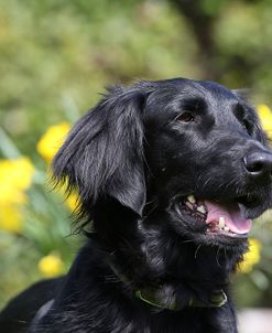 CQ2R1956Retriever – Flat-coated