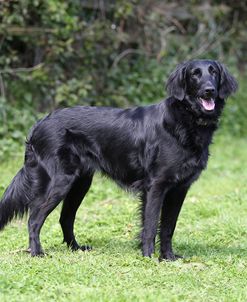 CQ2R1961Retriever – Flat-coated