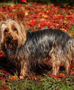 CQ2R2074Terrier – Yorkshire