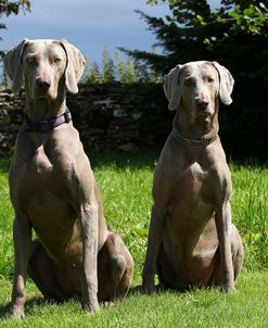 CQ2R2088Weimaraner