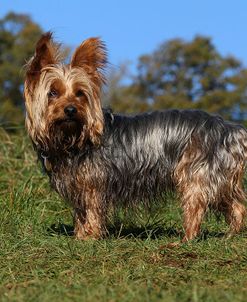 CQ2R2105Terrier – Yorkshire