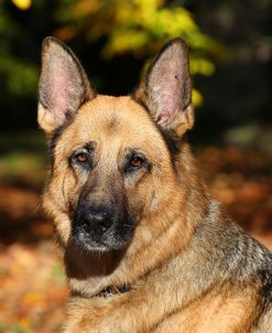 CQ2R1881Shepherd – German