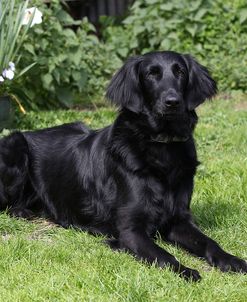 CQ2R1913Retriever – Flat-coated