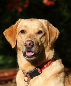 CQ2R1940Retriever – Yellow Labrador