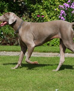 CQ2R2314Weimaraner