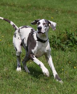 CQ2R2411Great Dane