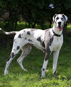 CQ2R2434Great Dane