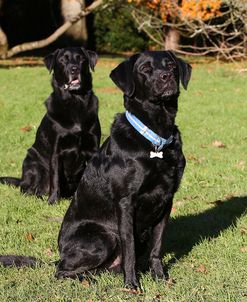 CQ2R2266Retriever – Black Labrador