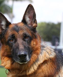 CQ2R2269Shepherd – German