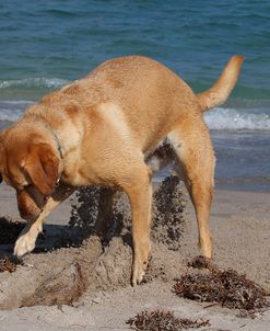 CQ2R2537Retriever – Yellow Labrador