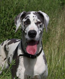 CQ2R2540Great Dane