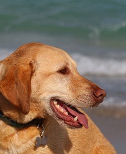 CQ2R2543Retriever – Yellow Labrador