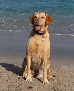 CQ2R2556ARetriever – Yellow Labrador