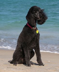 CQ2R2577Poodle – Standard