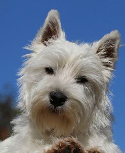 CQ2R2585Terrier – West Highland White