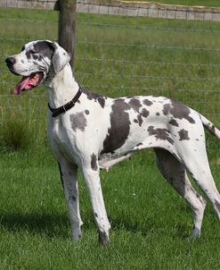 CQ2R2474Great Dane