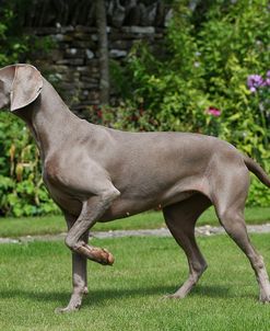 CQ2R2482Weimaraner