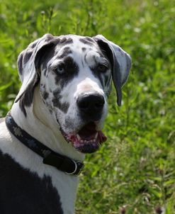 CQ2R2529Great Dane