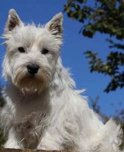 CQ2R2533Terrier – West Highland White