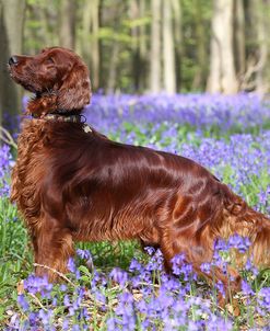 CQ2R2793Setter – Irish Red