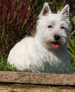 CQ2R2806Terrier – West Highland White