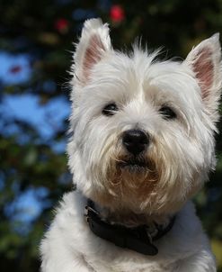 CQ2R2835Terrier – West Highland White