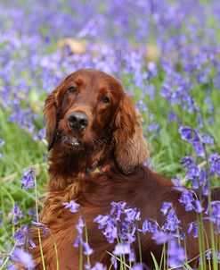 CQ2R2852Setter – Irish Red