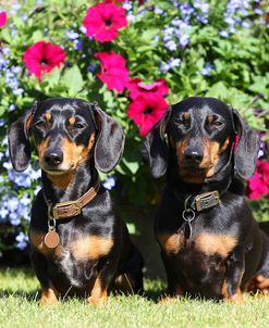 CQ2R2872Dachshund – Smooth-haired Miniature