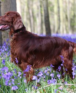 CQ2R2958Setter – Irish Red