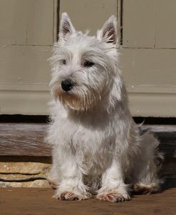 CQ2R2646Terrier – West Highland White