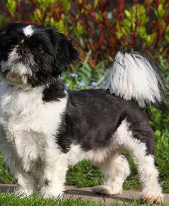 CQ2R2687Shih Tzu