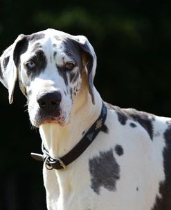 CQ2R2708Great Dane