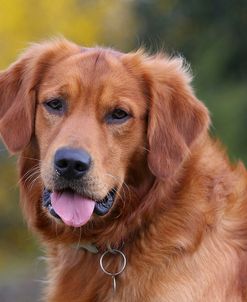 CQ2R3210Retriever – Golden