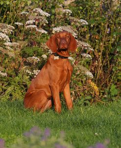 CQ2R3232Hungarian Vizsla