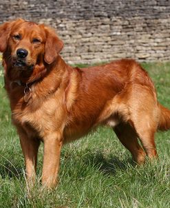 CQ2R3255Retriever – Golden