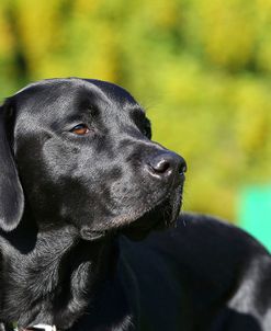 CQ2R3283Retriever – Black Labrador