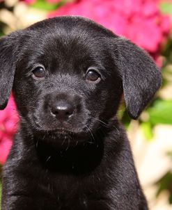 CQ2R3313A Retriever – Black Labrador