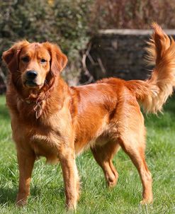 CQ2R3123Retriever – Golden